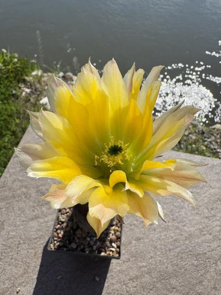 Echinocereus pectinatus gelb